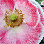 mladé opium